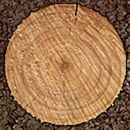 Tree Trunk, Cut