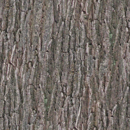 Tree Trunk Pine